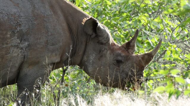 Wildlife at Etosha National Park