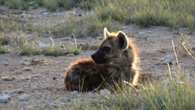 Wildlife at Etosha National Park