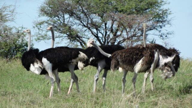 Wildlife at Etosha National Park