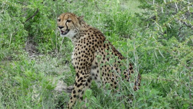 Wildlife at Etosha National Park