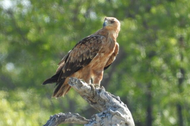 Wildlife at the Etosha National Park