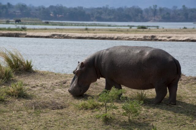 African Bush Camps Zambezi Expeditions Activities & Wildlife