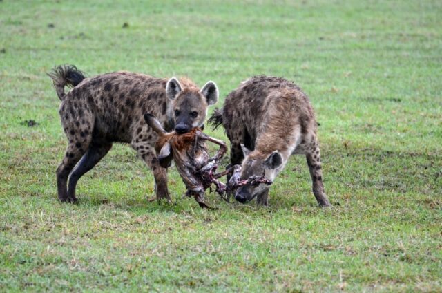 Zambia Liuwa Plain National Park