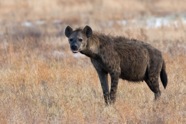 Zambia Liuwa Plain National Park