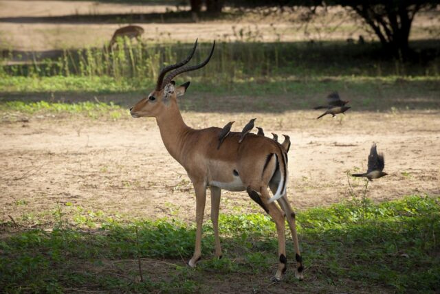 African Bush Camps Nyamatusi Camp Mana Pools National Park Activities