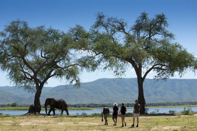 African Bush Camps Nyamatusi Camp Mana Pools National Park Activities