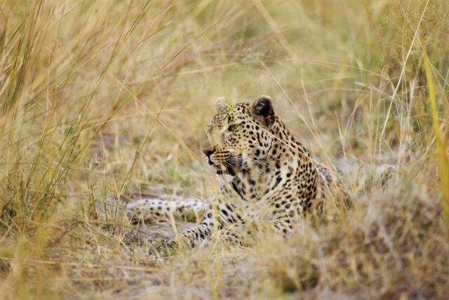 Shinde - Wildlife sightings - Leopard