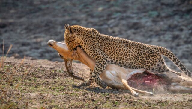 Time-Tide-South-Luangwa