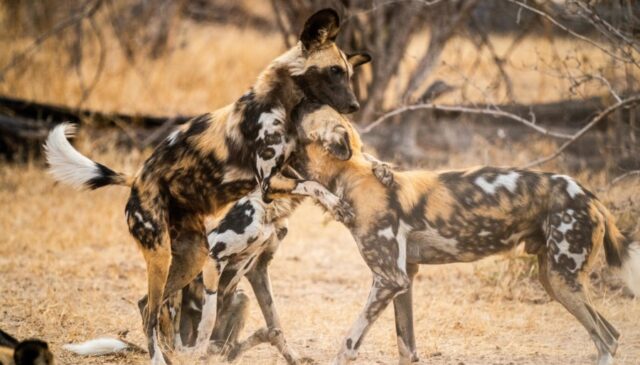 Time-Tide-South-Luangwa