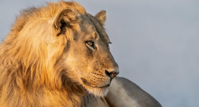 Time-Tide-South-Luangwa