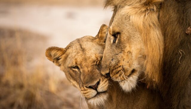 Time-Tide-South-Luangwa