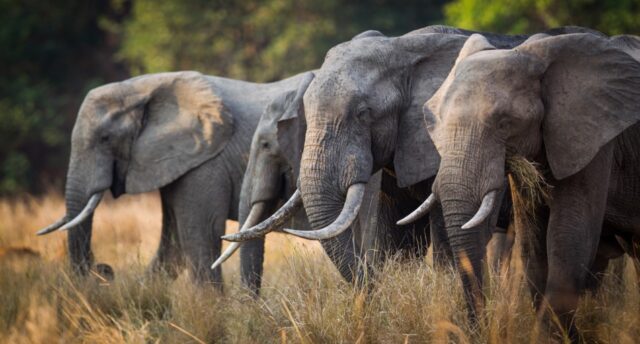 Time-Tide-South-Luangwa