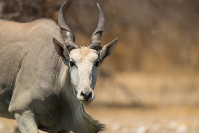 Wildlife at Dinaka - Central Kalahari Game Reserve