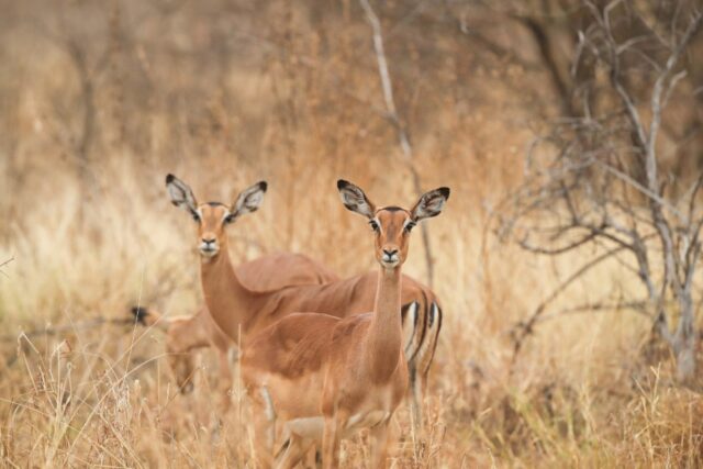 Wildlife at Dinaka - Central Kalahari Game Reserve
