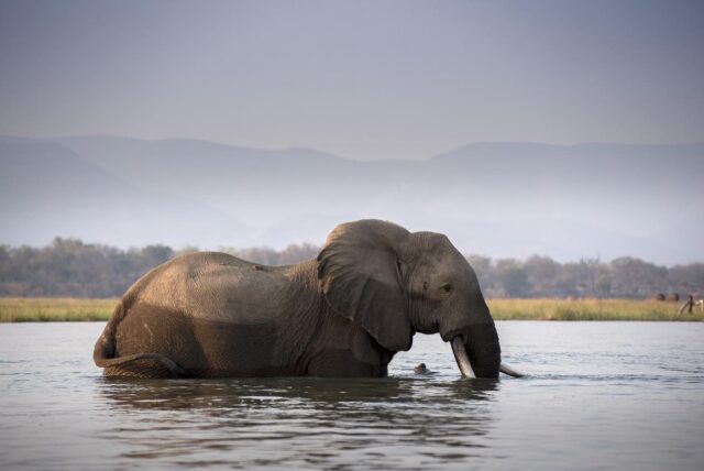 African Bush Camps Zambezi Expeditions Activities & Wildlife