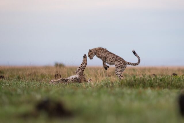 Zambia Liuwa Plain National Park