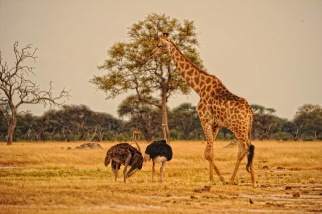 Somalisa Expeditions - Hwange National Park Wildlife & Birds