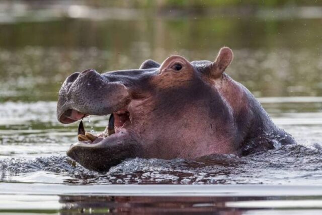 Okavango Delta - Hippo