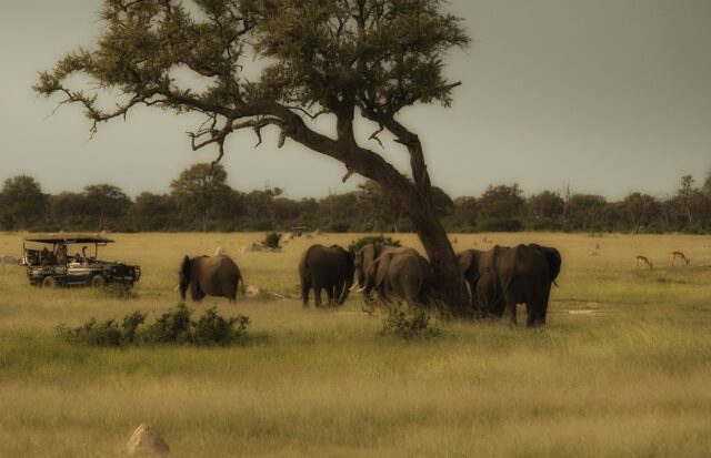 Somalisa Expeditions - Hwange National Park Wildlife & Birds