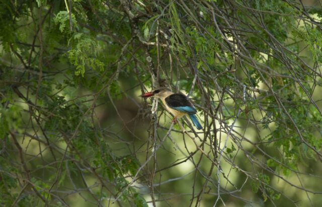 African Bush Camps Nyamatusi Camp Mana Pools National Park Activities