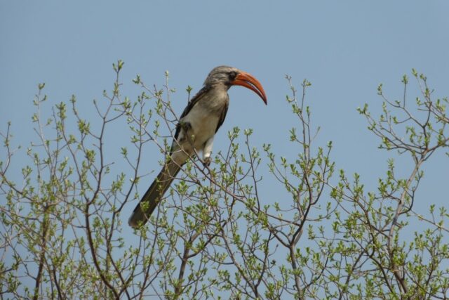 Somalisa Expeditions - Hwange National Park Wildlife & Birds