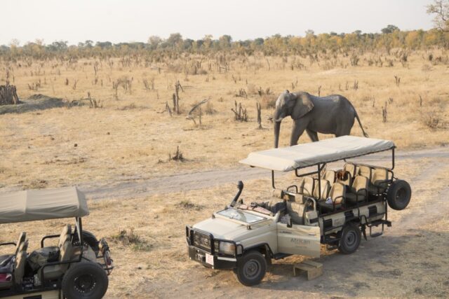 Somalisa Expeditions - Hwange National Park Wildlife & Birds