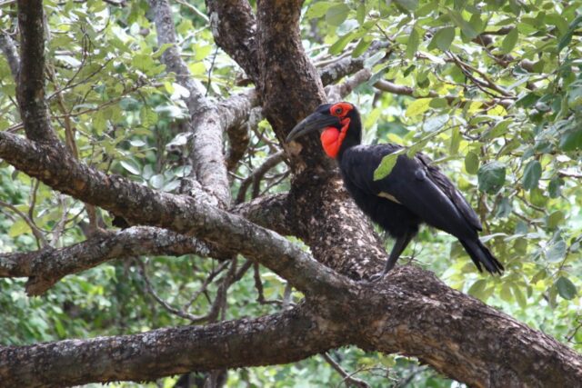 Activities and Wildlife - Mana Pools National Park