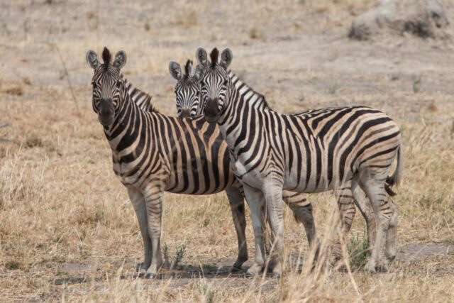 Morning and evening game drives - Okavango Delta / Gomoti Private Camp
