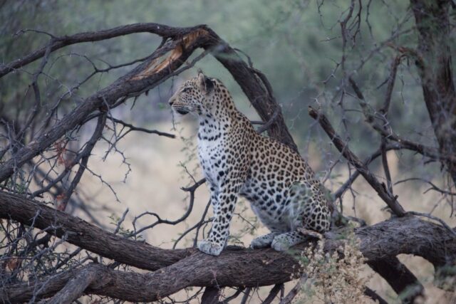 Morning and evening game drives - Okavango Delta / Gomoti Private Camp