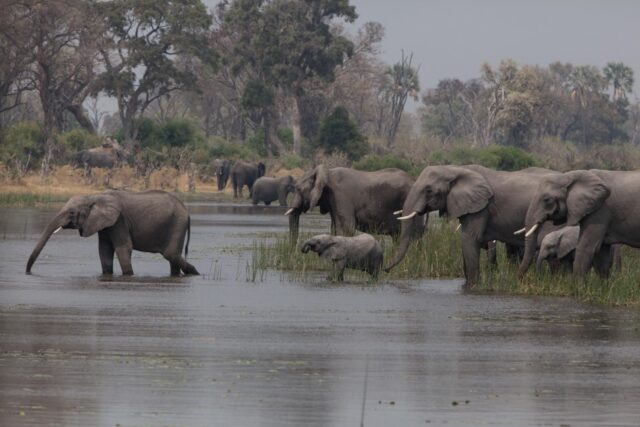 Morning and evening game drives - Okavango Delta / Gomoti Private Camp