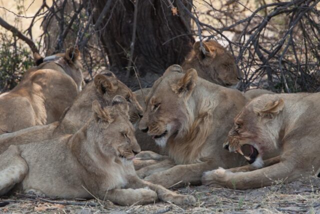 Morning and evening game drives - Okavango Delta / Gomoti Private Camp