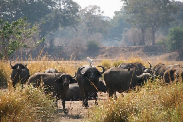 Activities and Wildlife - Mana Pools National Park