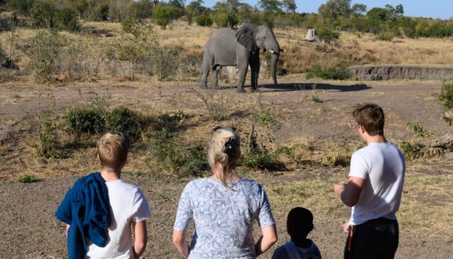 Walking Safaris - Deteema Springs Camp - Hwange National Park