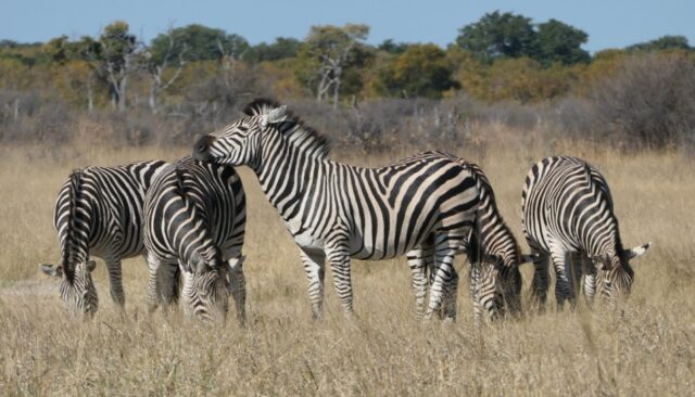 Wildlife - Zebra's - Game Drive - Deteema Springs