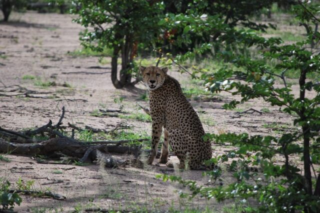 Cheetah at Hwange National Park - Zimbabwe