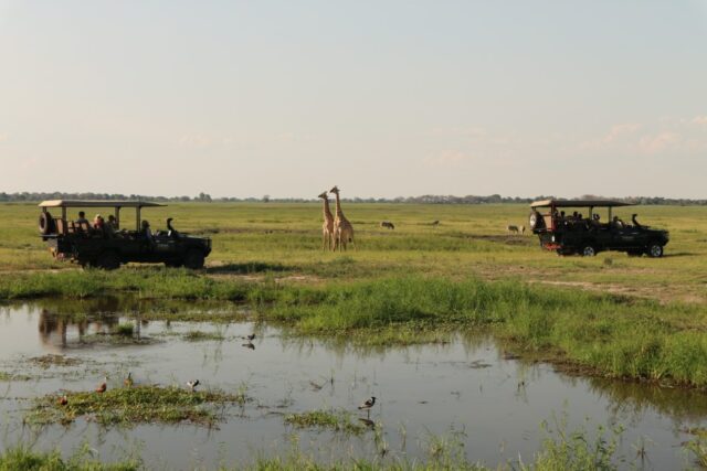 Safari Game Drive - Chobe National Park
