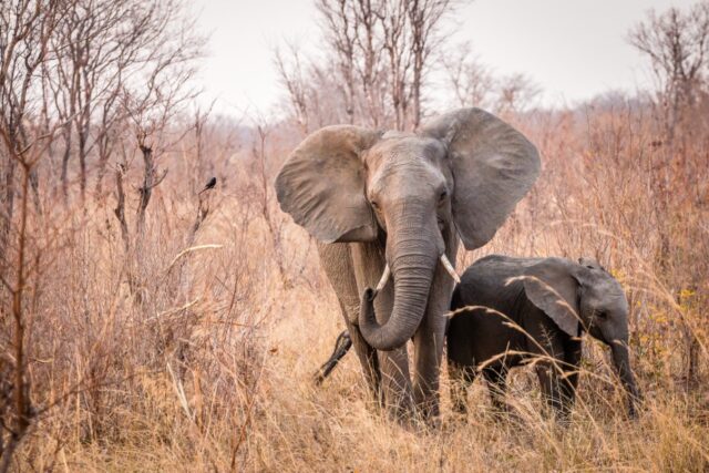 Hwange National Park - Zimbabwe