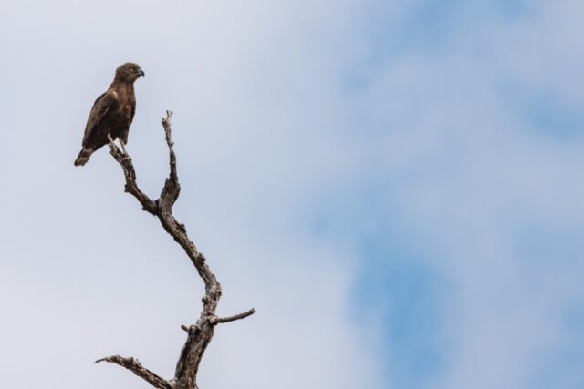 Activities and Wildlife - Mana Pools National Park