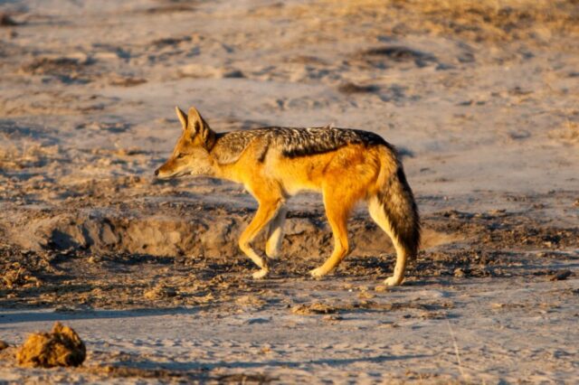Morning and evening game drives - Okavango Delta / Gomoti Private Camp
