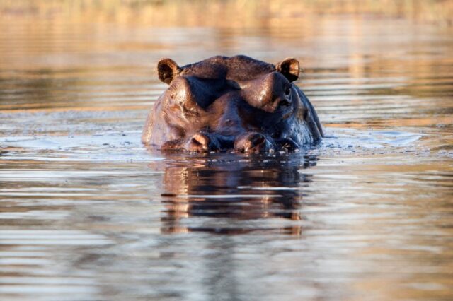Morning and evening game drives - Okavango Delta / Gomoti Private Camp