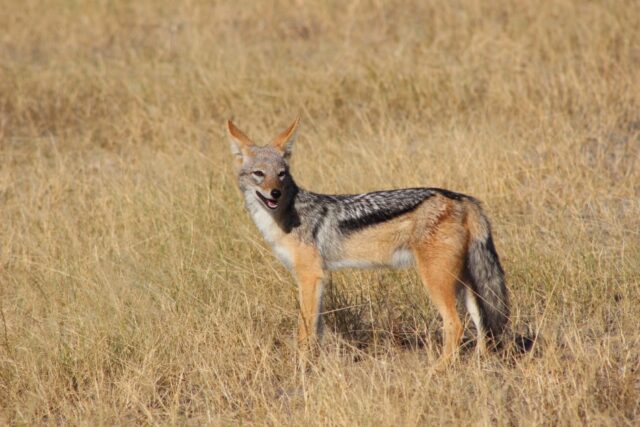 Activities and Wildlife - Mana Pools National Park