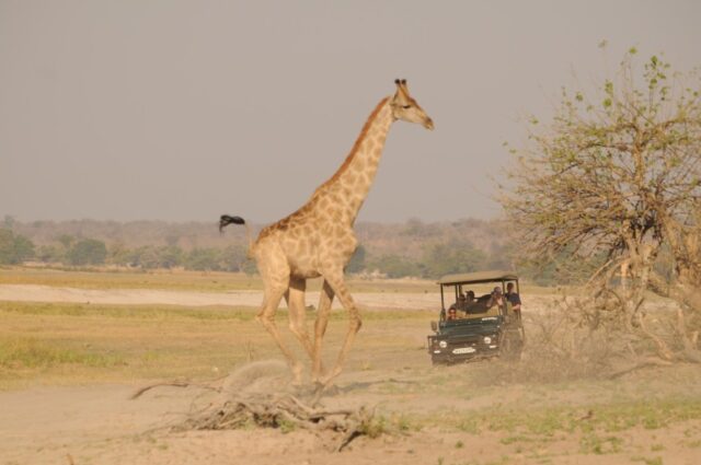 Ngoma Safari Lodge - Game Drive - Chobe National Park