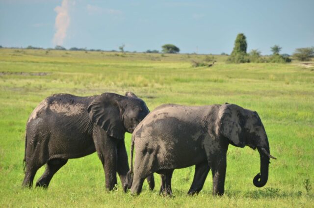 Ngoma Safari Lodge - Chobe National Park