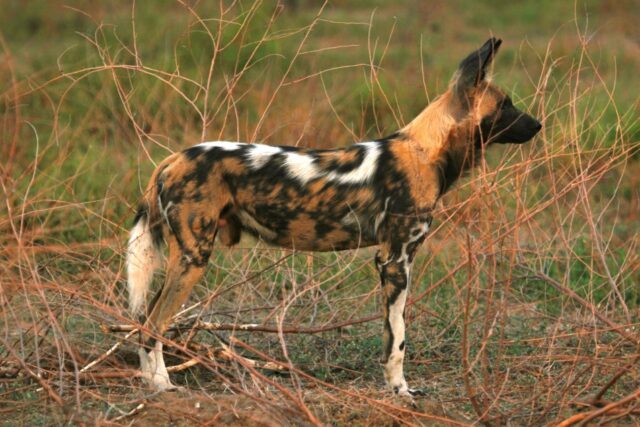 Painted Wild Dog - Activities and Wildlife - Mana Pools National Park