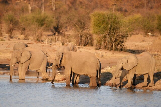 Wildlife at Hwange National Park