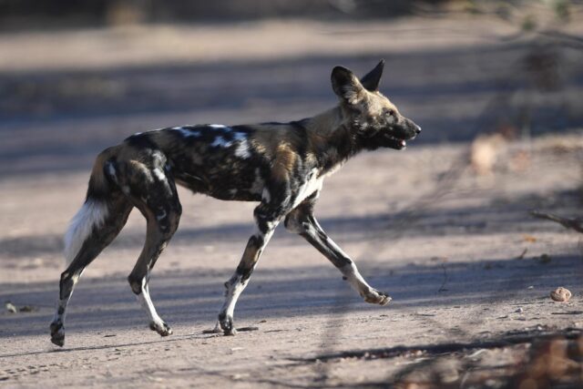Wildlife at Hwange National Park