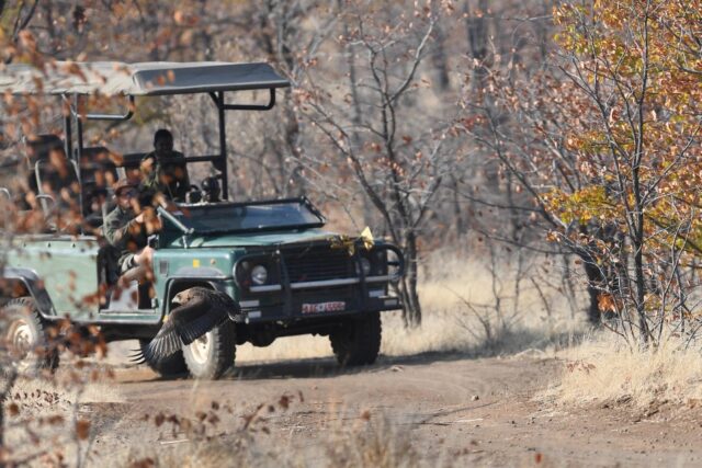 Game drive at Hwange National Park