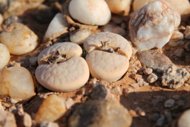 A fascinating collection of Lithops