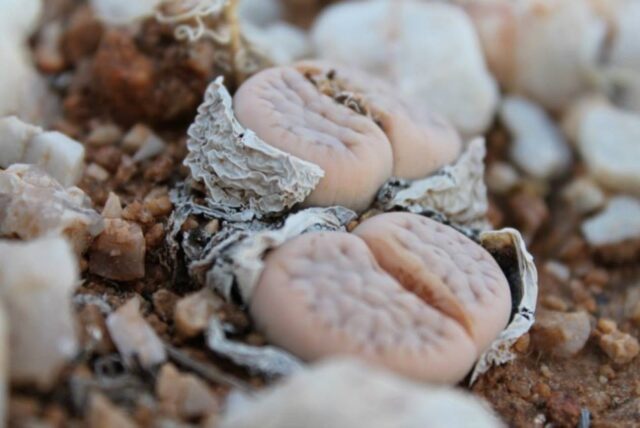 A fascinating collection of Lithops