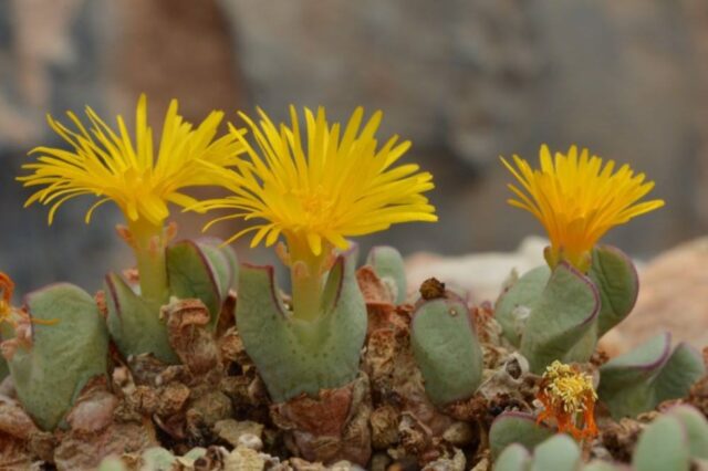 A fascinating collection of Lithops